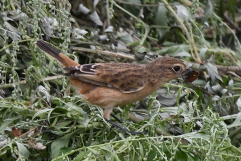 トリミング 2019/9月 SIGMA150-600C+D500 600mm F8 ss1/1250 ISO2000