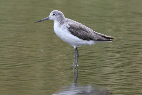 約0.67倍トリミング 2019/9月 SIGMA150-600C+D500 600mm F6.3 ss1/125 ISO220