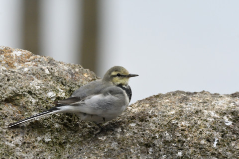 2019/9月 SIGMA150-600C+D500 460mm F8 ss1/1250 ISO3200