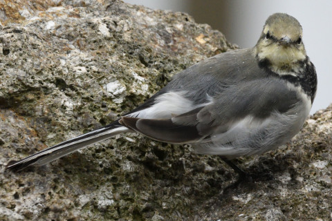 約0.33倍トリミング 2019/9月 SIGMA150-600C+D500 460mm F8 ss1/1250 ISO2800