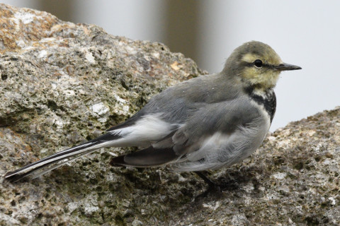 約0.29倍トリミング 2019/9月 SIGMA150-600C+D500 460mm F8 ss1/1250 ISO2500 AF-C
