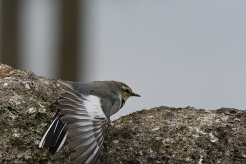 2019/9月 SIGMA150-600C+D500 460mm F8 ss1/1250 ISO1250