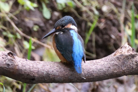 約0.67倍トリミング 2019/9月 SIGMA150-600C+D500 600mm F6.3 ss1/1250 ISO5600