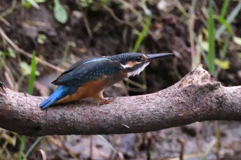 約0.67倍トリミング 2019/9月 SIGMA150-600C+D500 600mm F8 ss1/1250 ISO6400