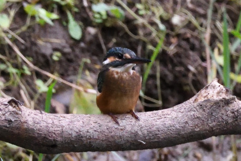 約0.67倍トリミング 2019/9月 SIGMA150-600C+D500 600mm F8 ss1/1250 ISO6400 AF-C シングル