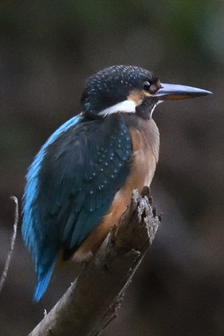 トリミング 2019/9月 SIGMA150-600C+D500 600mm F8 ss1/1250 ISO6400