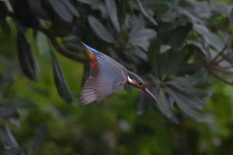 約0.67倍トリミング 2019/9月 SIGMA150-600C+D500 600mm F8 ss1/1250 ISO6400