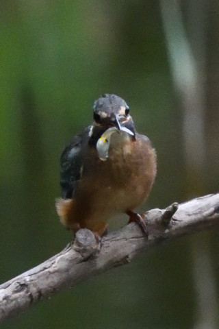 トリミング 2019/9月 SIGMA150-600C+D500 600mm F8 ss1/1250 ISO6400