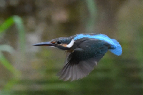 約0.67倍トリミング 2019/9月 SIGMA150-600C+D500 600mm F8 ss1/1250 ISO6400 AF-C シングル