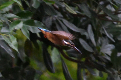 約0.67倍トリミング 2019/9月 SIGMA150-600C+D500 600mm F8 ss1/1250 ISO6400 AF-C シングル