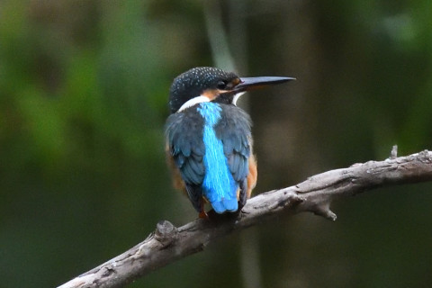 約0.67倍トリミング 2019/9月 SIGMA150-600C+D500 600mm F8 ss1/1250 ISO6400