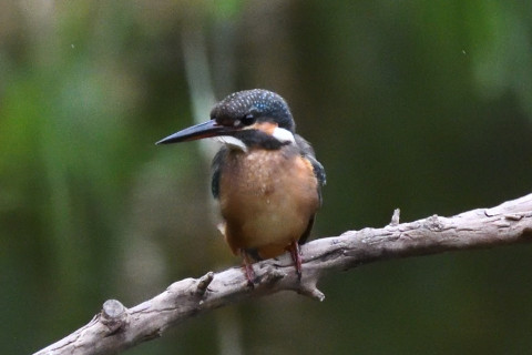 約0.67倍トリミング 2019/9月 SIGMA150-600C+D500 600mm F8 ss1/1250 ISO6400