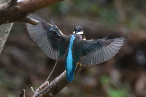 0.5倍トリミング 2019/9月 SIGMA150-600C+D500 600mm F8 ss1/1250 ISO6400 AF-C シングル