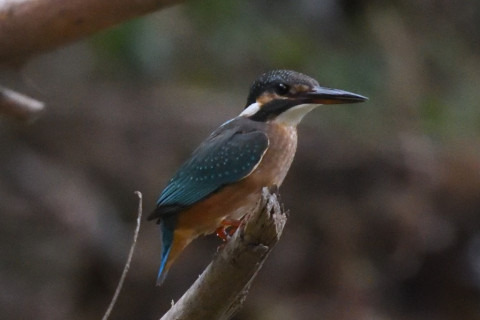 約0.67倍トリミング 2019/9月 SIGMA150-600C+D500 600mm F8 ss1/1250 ISO6400