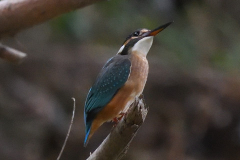 約0.67倍トリミング 2019/9月 SIGMA150-600C+D500 600mm F8 ss1/1250 ISO6400