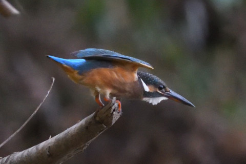 約0.67倍トリミング 2019/9月 SIGMA150-600C+D500 600mm F8 ss1/1250 ISO6400