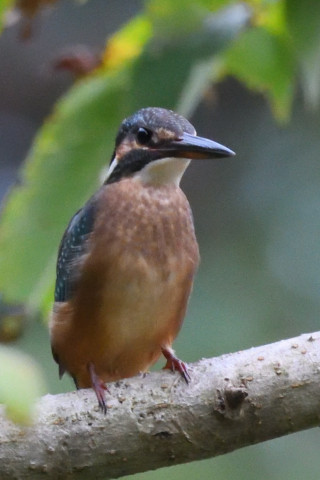 約0.67倍トリミング 2019/9月 SIGMA150-600C+D500 600mm F8 ss1/1250 ISO6400