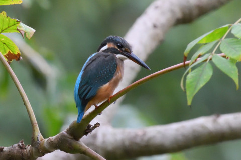 約0.33倍トリミング 2019/9月 SIGMA150-600C+D500 600mm F8 ss1/1250 ISO6400