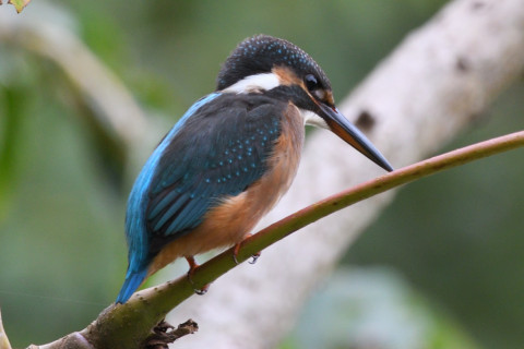 0.5倍トリミング 2019/9月 SIGMA150-600C+D500 600mm F8 ss1/125 ISO560