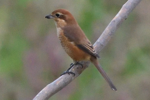 トリミング 2019/9月 SIGMA150-600C+D500 600mm F8 ss1/1250 ISO5000