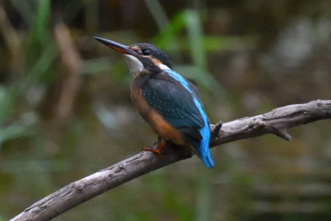 約0.67倍トリミング 2019/9月 SIGMA150-600C+D500 550mm F8 ss1/1250 ISO6400