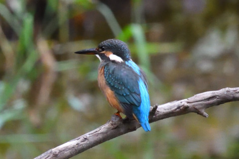 約0.67倍トリミング 2019/9月 SIGMA150-600C+D500 550mm F8 ss1/500 ISO4500