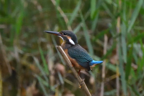 約0.67倍トリミング 2019/9月 SIGMA150-600C+D500 550mm F7.1 ss1/1250 ISO6400