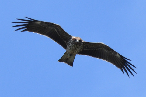 トリミング 2019/9月 SIGMA150-600C+D500 600mm F8 ss1/500 ISO140 AF-C シングル