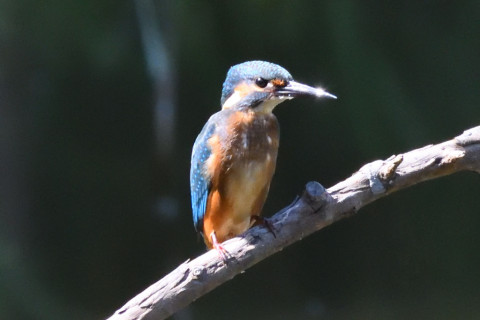 約0.67倍トリミング 2019/9月 SIGMA150-600C+D500 600mm F8 ss1/1600 ISO5000