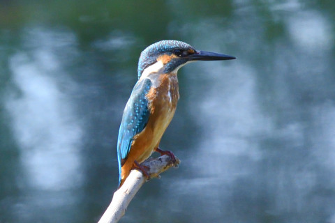 約0.67倍トリミング 2019/9月 SIGMA150-600C+D500 600mm F8 ss1/400 ISO1250