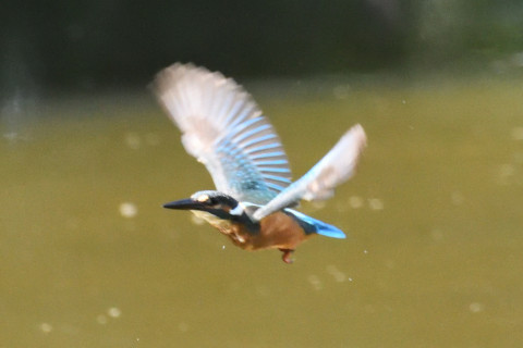 0.5倍トリミング 2019/9月 SIGMA150-600C+D500 600mm F8 ss1/1250 ISO6400 AF-C シングル