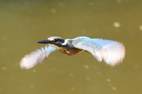 約0.67倍トリミング 2019/9月 SIGMA150-600C+D500 600mm F8 ss1/1250 ISO5600 AF-C シングル