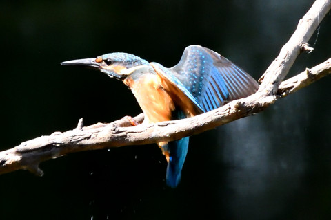 約0.67倍トリミング 2019/9月 SIGMA150-600C+D500 600mm F8 ss1/1000 ISO3200 AF-C シングル