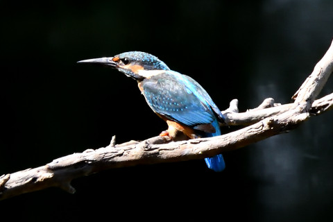 約0.67倍トリミング 2019/9月 SIGMA150-600C+D500 600mm F8 ss1/1000 ISO3200