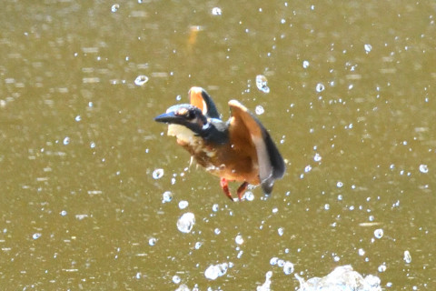 約0.67倍トリミング 2019/9月 SIGMA150-600C+D500 600mm F8 ss1/1600 ISO6400 AF-C シングル