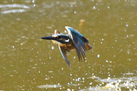 約0.67倍トリミング 2019/9月 SIGMA150-600C+D500 600mm F8 ss1/1600 ISO5000 AF-C シングル