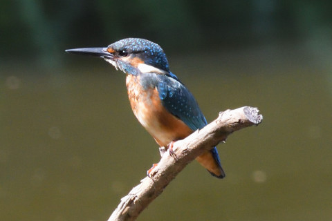 約0.67倍トリミング 2019/9月 SIGMA150-600C+D500 600mm F8 ss1/800 ISO2800