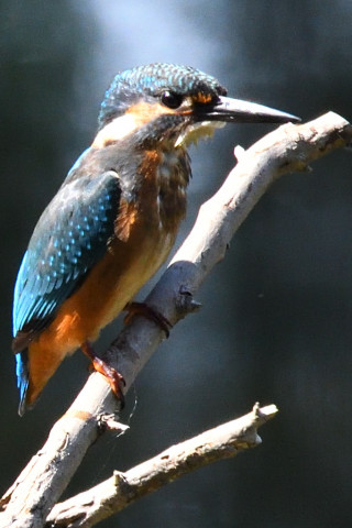 トリミング 2019/9月 SIGMA150-600C+D500 600mm F8 ss1/800 ISO2000 AF-C