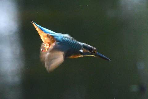 約0.67倍トリミング 2019/9月 SIGMA150-600C+D500 600mm F8 ss1/800 ISO2000 AF-C シングル