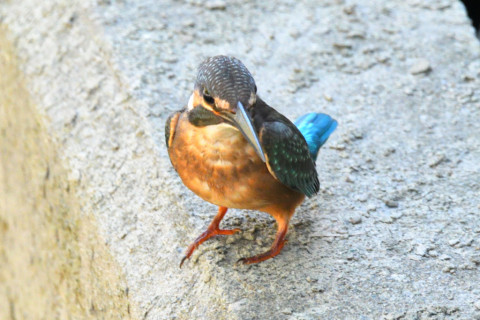 0.4倍トリミング 2019/9月 SIGMA150-600C+D500 600mm F8 ss1/400 ISO4000