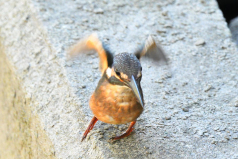 0.4倍トリミング 2019/9月 SIGMA150-600C+D500 600mm F8 ss1/400 ISO4000 AF-C シングル