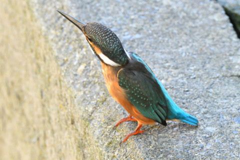 約0.29倍トリミング 2019/9月 SIGMA150-600C+D500 600mm F8 ss1/320 ISO3600