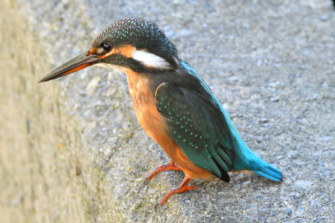 約0.33倍トリミング 2019/9月 SIGMA150-600C+D500 600mm F8 ss1/320 ISO3200