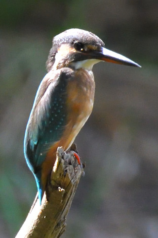 トリミング 2019/9月 SIGMA150-600C+D500 600mm F8 ss1/640 ISO2800