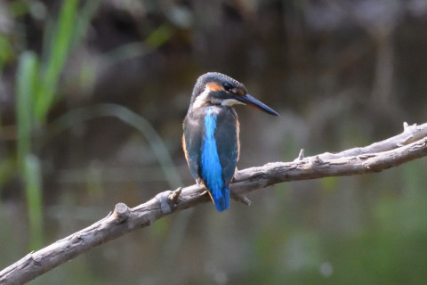 0.5倍トリミング 2019/9月 SIGMA150-600C+D500 600mm F8 ss1/1000 ISO5000