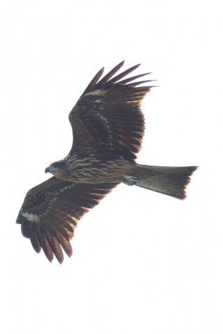 約0.33倍トリミング 2019/9月 SIGMA150-600C+D500 600mm F8 ss1/1250 ISO100 AF-C シングル