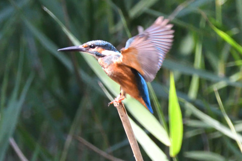 約0.67倍トリミング 2019/9月 SIGMA150-600C+D500 600mm F6.3 ss1/1000 ISO2200 AF-C シングル