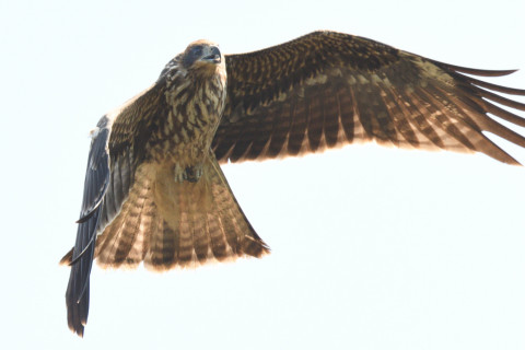 約0.29倍トリミング 2019/10月 SIGMA150-600C+D500 480mm F8 ss1/1250 ISO640 AF-C シングル