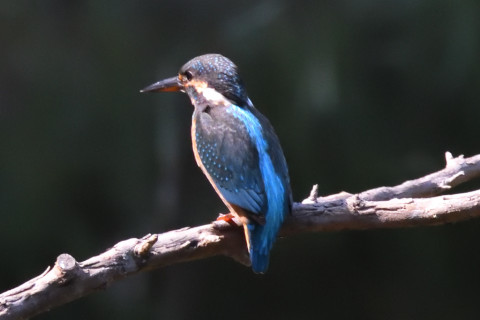 約0.67倍トリミング 2019/10月 SIGMA150-600C+D500 600mm F8 ss1/1600 ISO5000