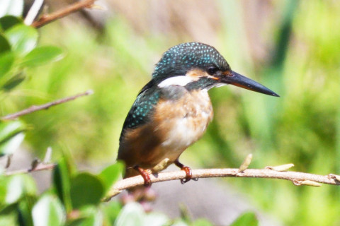 約0.67倍トリミング 2019/10月 SIGMA150-600C+D500 600mm F8 ss1/1600 ISO800
